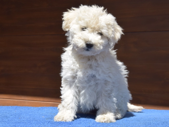 Perros Puli en venta